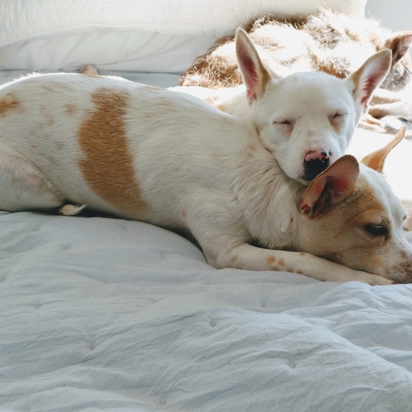 Foster dogs! - Picture 2 of 16